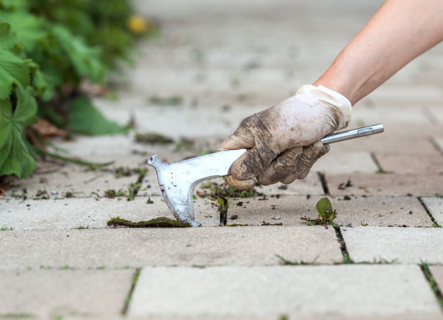 Top 5 garden problems and solutions