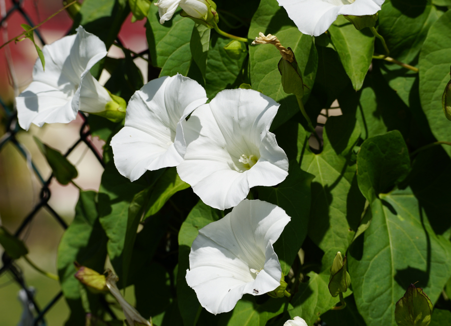 Which weeds are perennial?