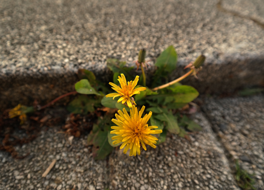 Why do weeds keep coming back?
