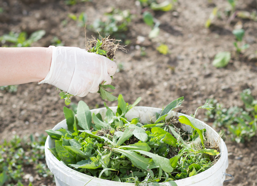 A guide to the UK’s most common weeds