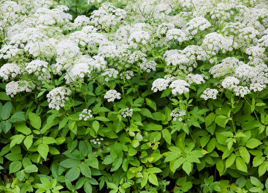 Weed control – all about ground elder