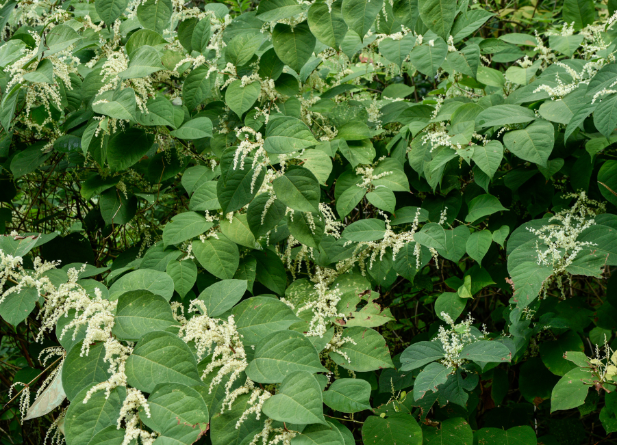 Weed control – all about Japanese knotweed