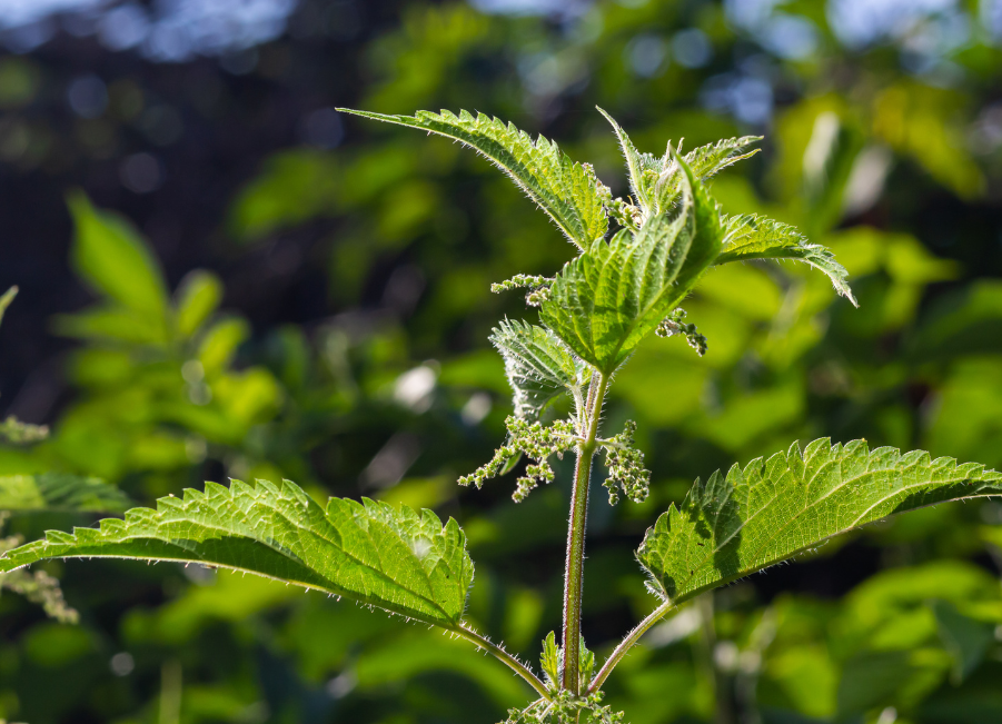 Weed control – all about nettles