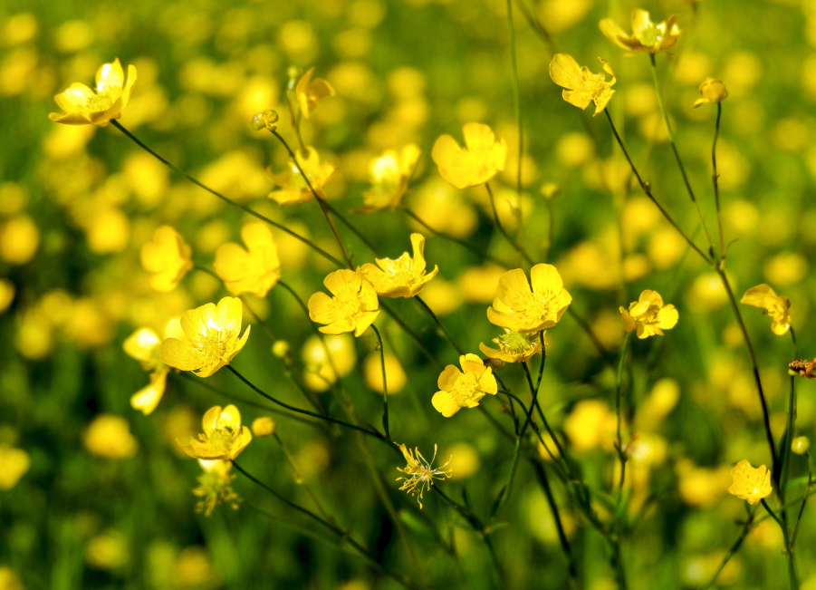 Weed control – all about creeping buttercup