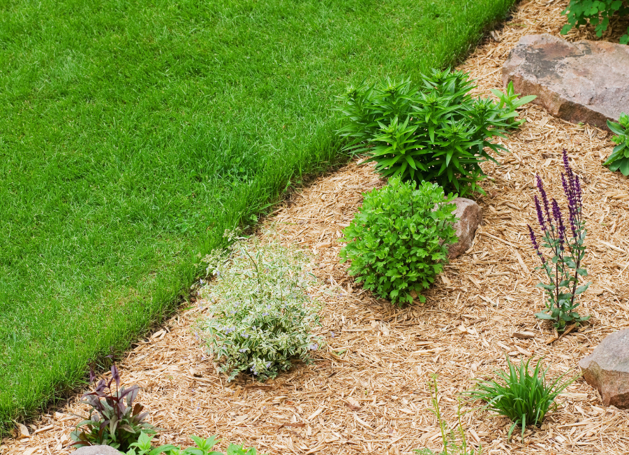 Biodegradable materials versus landscape fabrics as weed control solutions