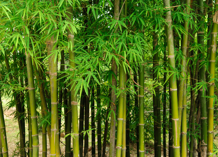 What to do when ground control doesn’t work: Bamboo